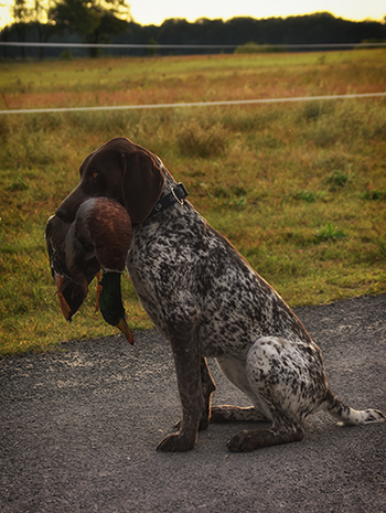 Diva von den Donau-Wirbeln Diva von den Donau-Wirbeln